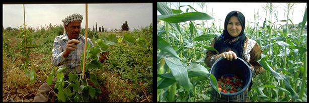 gaza_farmers2