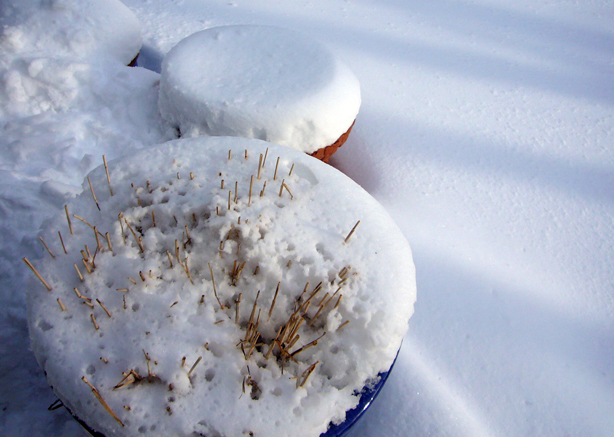 grasses_in_snow_snow_plant_urbangardensweb