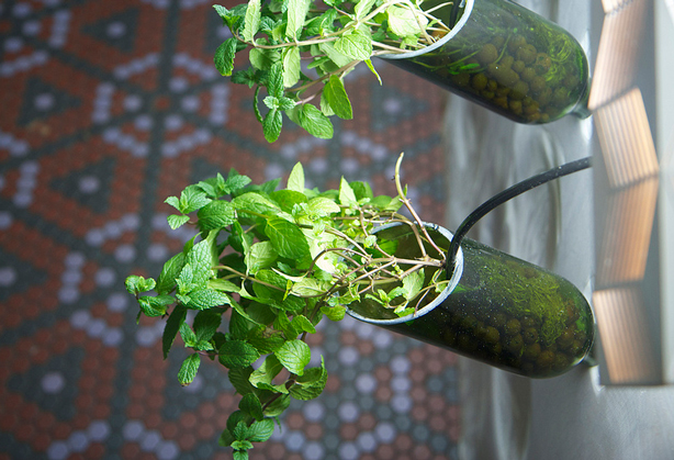 hydroponic lawn in your kitchen