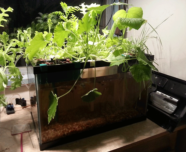 ... aquaponics growing system from an inexpensive 10 gallon fish tank. Go