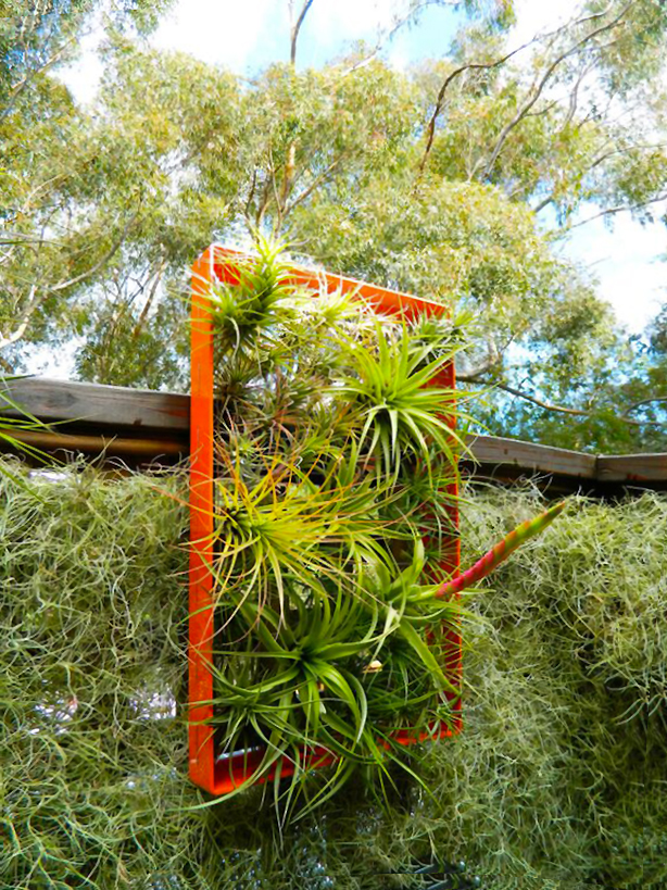 solar garden panels vertical air panel airplant rooftop plant frame suspended hides urbangardensweb roots water tillandsia growing moss airplants without