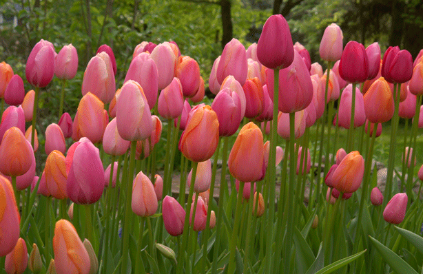 1411_FrenchBlendRose_DSC_4966