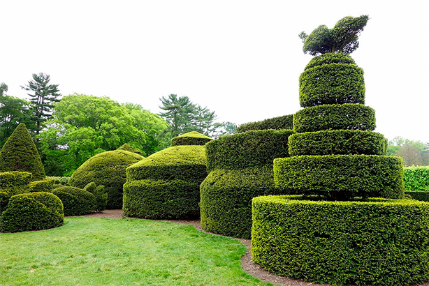 longwood topiary gardens Dwelling Sculptures in North America's Greatest Public Topiary Gardens