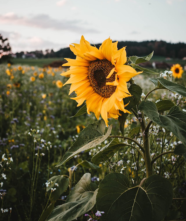 sunflower matthias oberholzer gM5msl7rP2k unsplash The way to Defend Backyard Vegetation Throughout Heatwaves