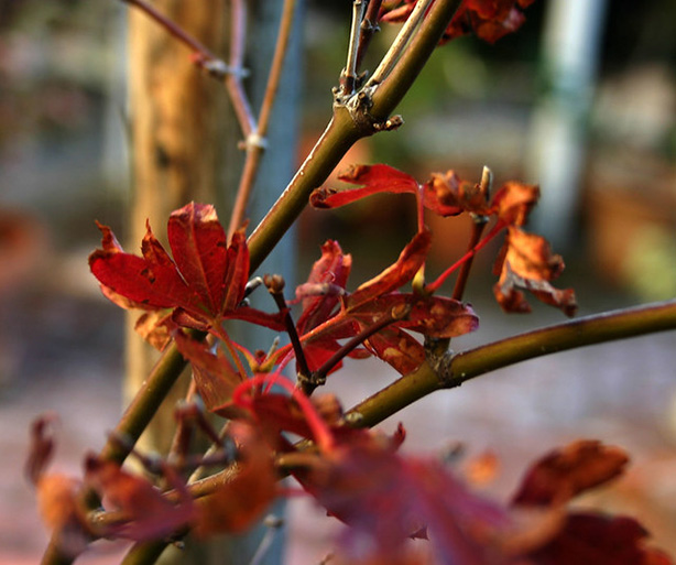 How To Revive a Dying Japanese Maple Tree