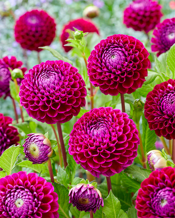 Every thing You May Not Know About Dahlias