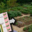 grow-veg
