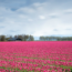 tulips-field_614