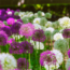 brecks-allium-bulbs